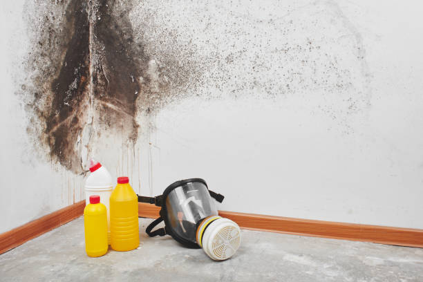 Professional Mold Removal in Three Oaks, MI