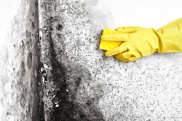 Best Toxic Mold Removal  in Three Oaks, MI