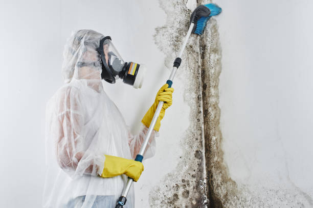 Best Office Mold Removal Services  in Three Oaks, MI