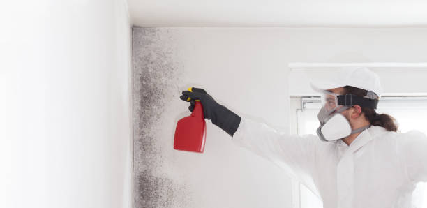 Best Mold Testing  in Three Oaks, MI
