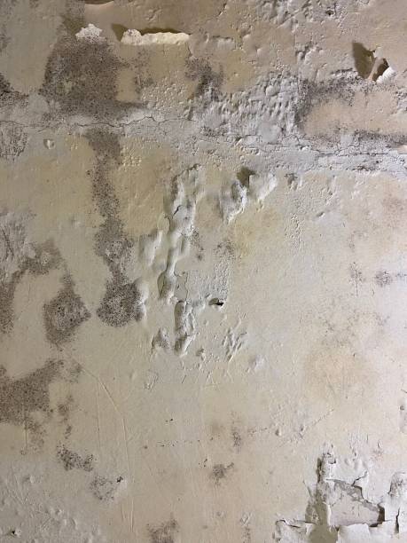 Best Fast Mold Removal  in Three Oaks, MI