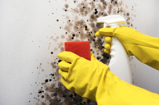Best Mold Removal Near Me  in Three Oaks, MI