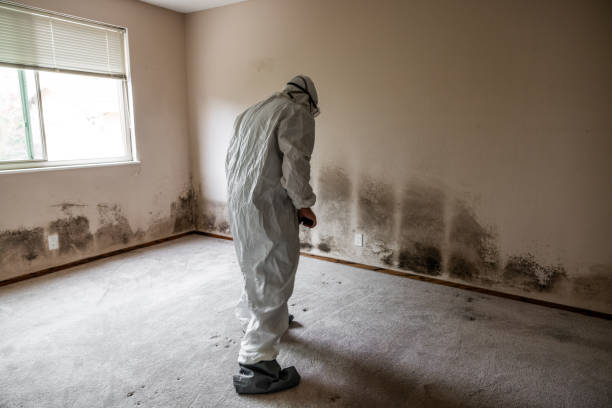 Best Crawl Space Mold Removal  in Three Oaks, MI