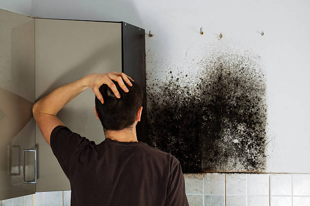 Best Professional Mold Removal  in Three Oaks, MI
