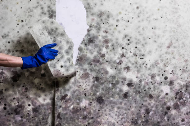 Best Mold Removal Near Me  in Three Oaks, MI