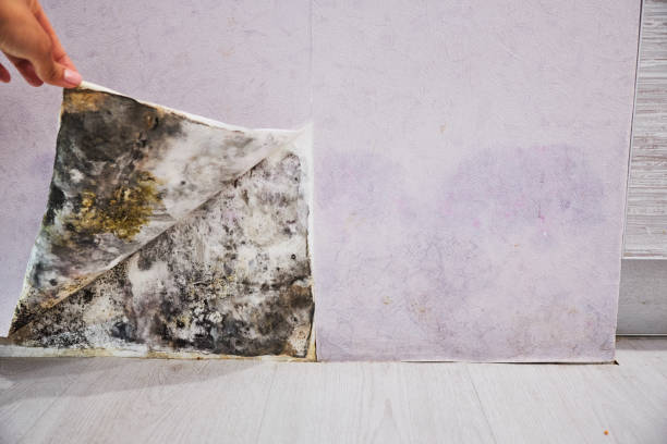 Best Attic Mold Removal  in Three Oaks, MI